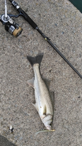 スズキの釣果