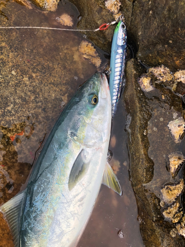 メジロの釣果