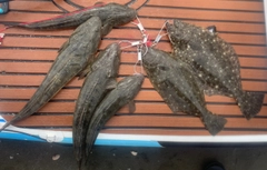 ヒラメの釣果