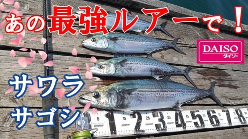 サワラの釣果