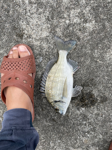 ミナミクロダイの釣果