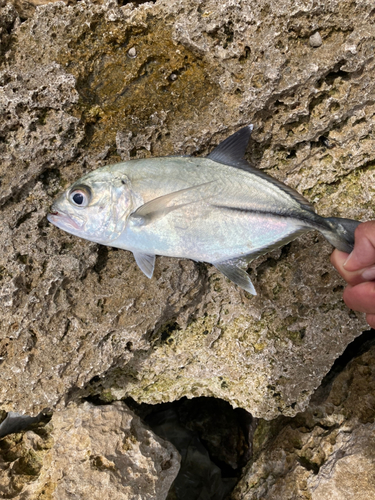 ギンガメアジの釣果