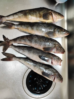 ホッケの釣果