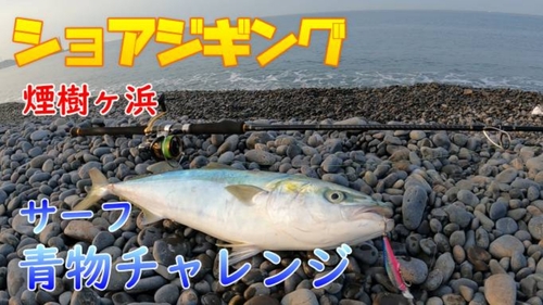 メジロの釣果