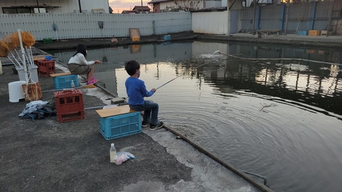 コイの釣果