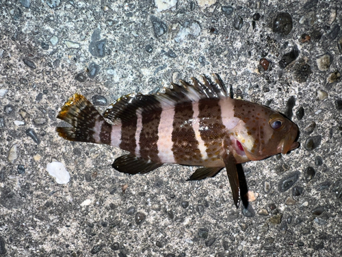 マハタモドキの釣果