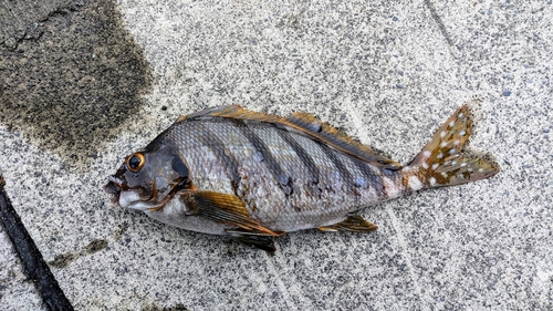 タカノハダイの釣果