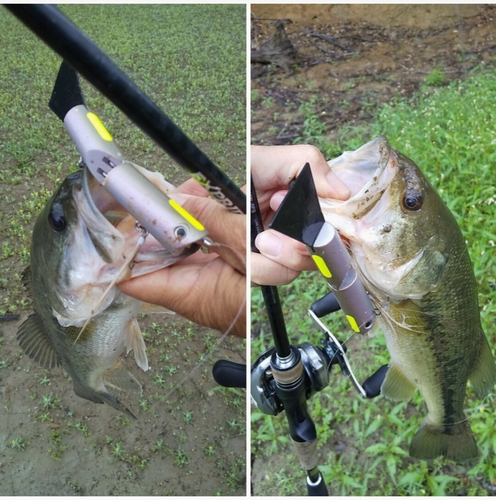 ブラックバスの釣果