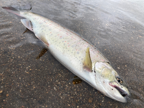 アマゴの釣果