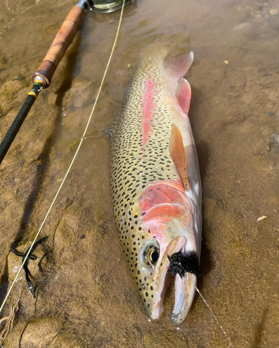 ニジマスの釣果