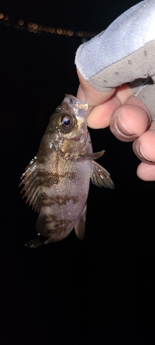 シロメバルの釣果