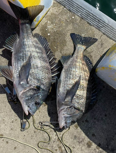 チヌの釣果