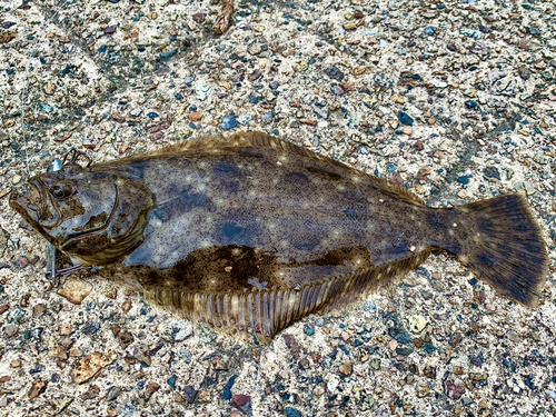 ヒラメの釣果