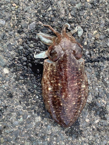 モンゴウイカの釣果