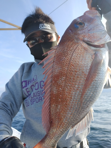 マダイの釣果