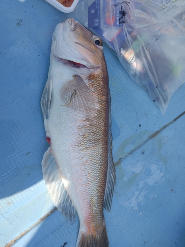 シロアマダイの釣果