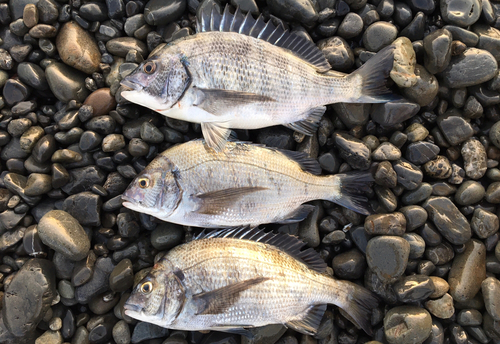 クロダイの釣果