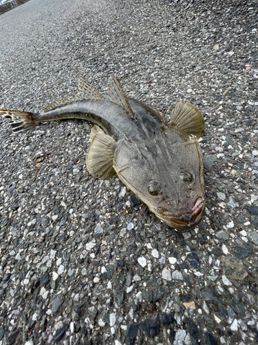 マゴチの釣果