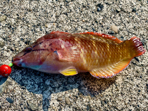 アカササノハベラの釣果