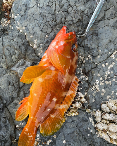 アカハタの釣果