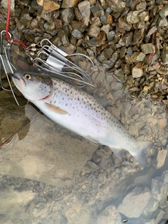 ブラウントラウトの釣果