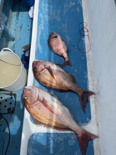 マダイの釣果