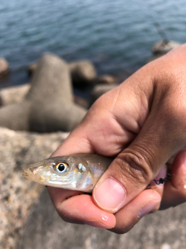 キスの釣果