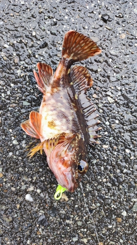 カサゴの釣果