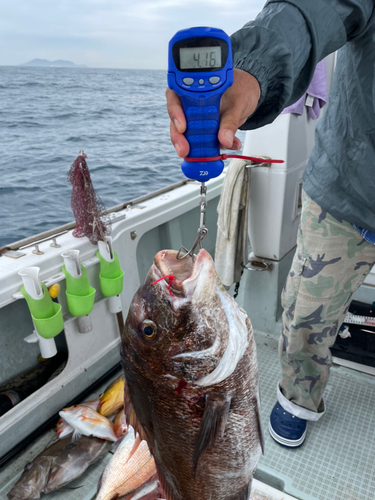 マダイの釣果