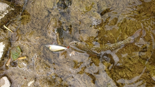 アメマスの釣果