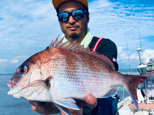 マダイの釣果