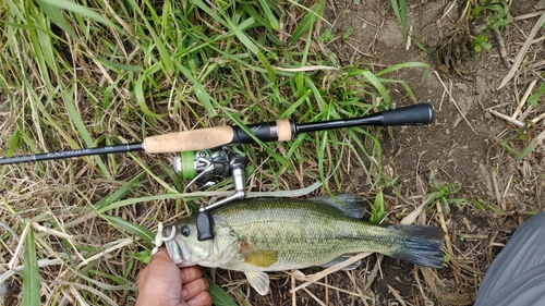 ラージマウスバスの釣果