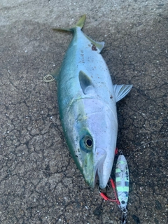 ハマチの釣果