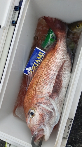 マダイの釣果