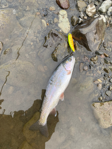 ニジマスの釣果