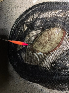 コウイカの釣果