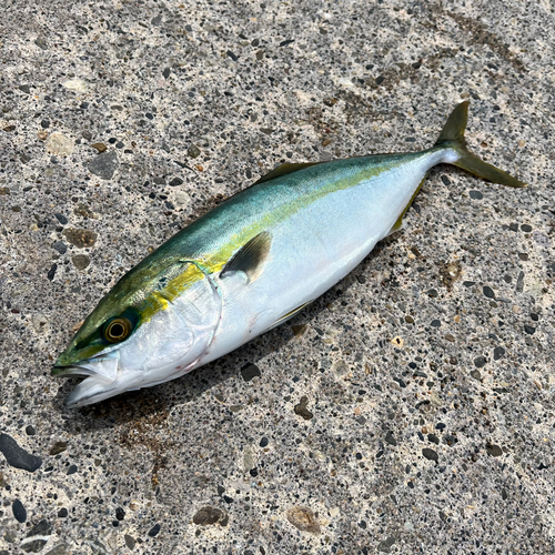 イナダの釣果