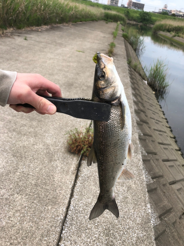 ウグイの釣果