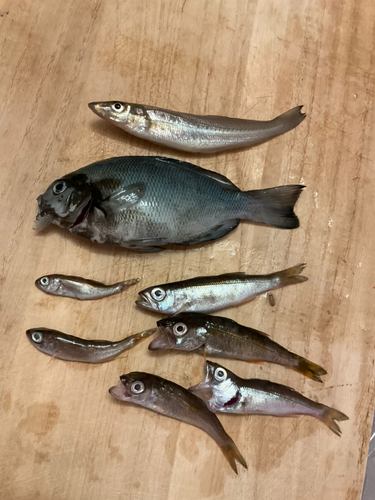 ムツの釣果