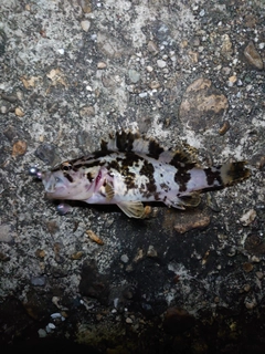 タケノコメバルの釣果