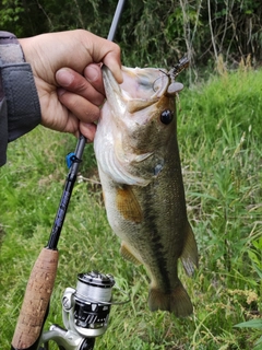 ラージマウスバスの釣果