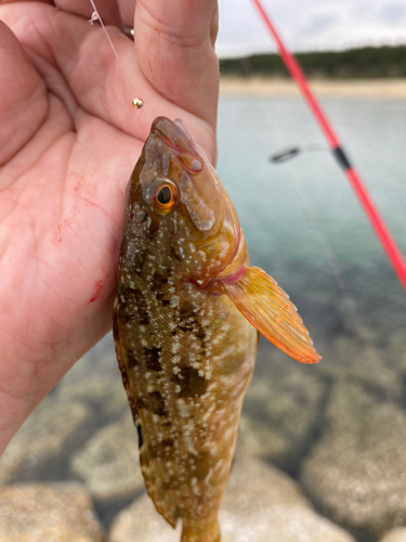 アイナメの釣果