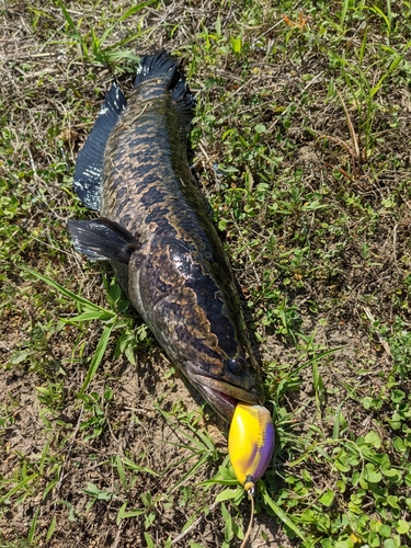 ライギョの釣果