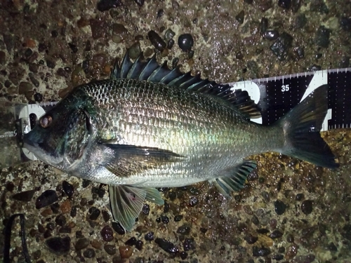 クロダイの釣果