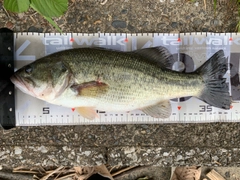 ブラックバスの釣果