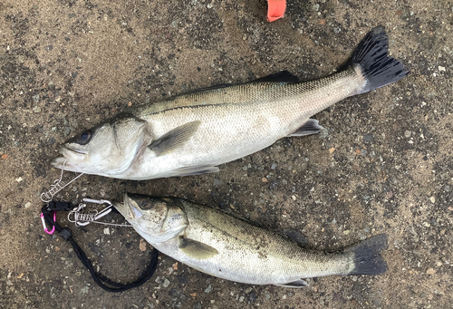 シーバスの釣果