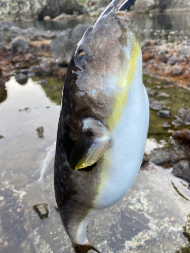 トラフグの釣果