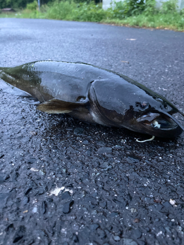 ナマズの釣果