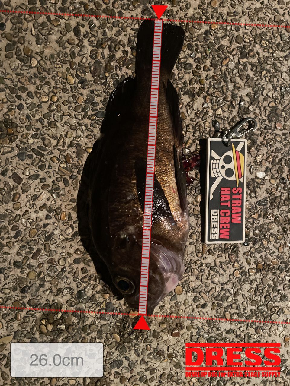 ﾄﾓ先輩さんの釣果 2枚目の画像