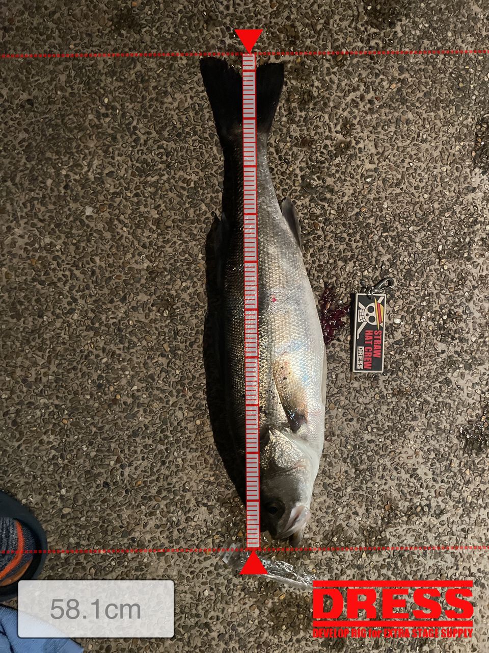 ﾄﾓ先輩さんの釣果 3枚目の画像